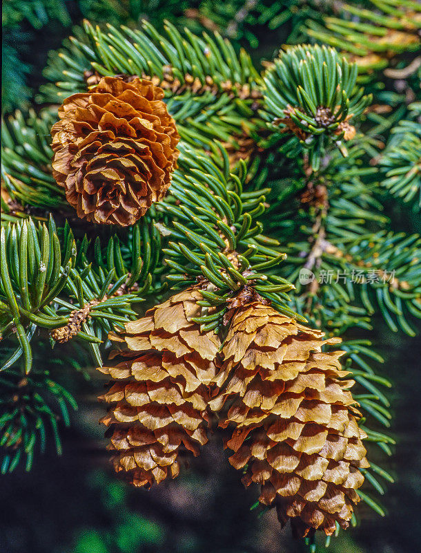 恩格尔曼云杉(Picea engelmannii)，俗称恩格尔曼云杉、白云杉、山云杉和银云杉，是一种原产于北美西部的云杉。它主要是一种高海拔的山树，但也出现在水峡谷中。